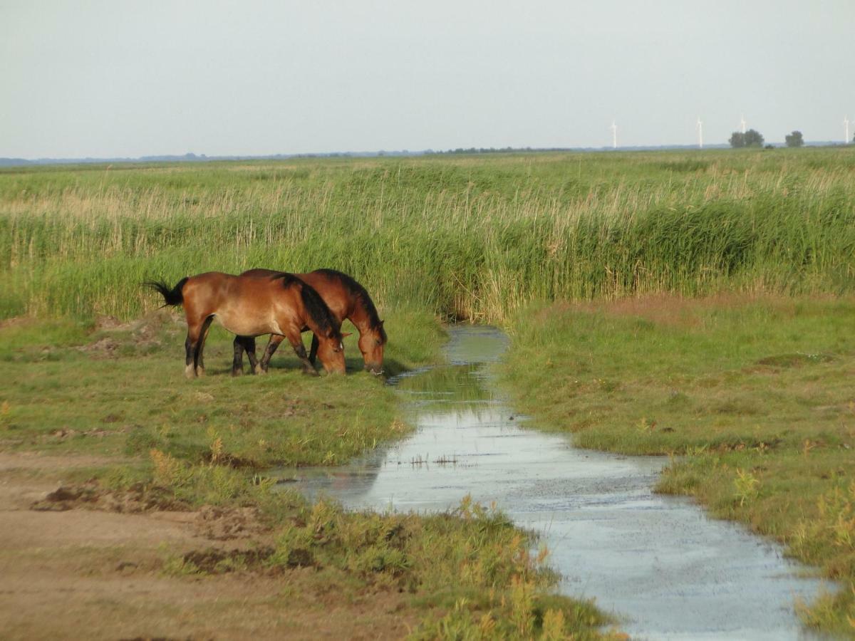 Zacisze Domki Letniskowe Karsibor Świnoujście Екстериор снимка